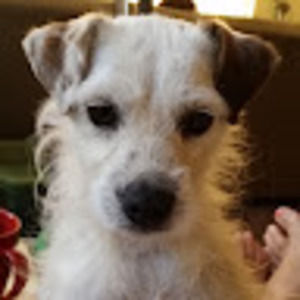 Meet your Posher, Tess